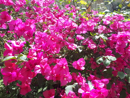 A photo showing a large set of pink flowers that are part of Lebanon beautiful springtime.の写真素材