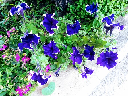 A photo showing a garden by a street in Mount Lebanon, with beautiful violet and white flowers, including small pink and white flowers.の写真素材