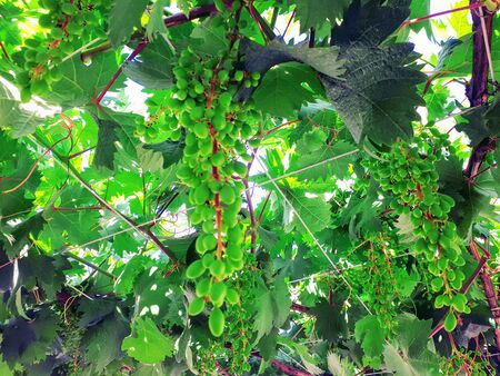 A photo showing some green grape hanging that are undergoing maturity in the chouf district of Lebanon.の写真素材