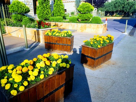 A street view from Mount Lebanon that is consisting of three pots filled with yellow flowers, and some trees in the background.の写真素材