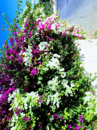 A flower tree that hanging by the wall and filled with pink and white flowers.の写真素材