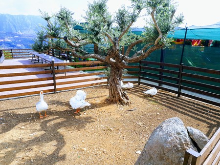 A photo showing some ducks that are sunbathing and grooming themselves by the tree.の写真素材
