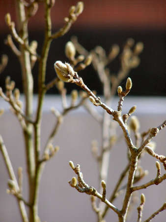 The buds are opening