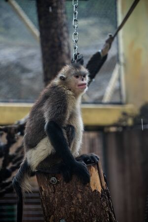 Rhinopithecusの写真素材