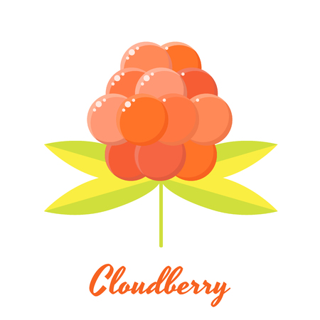 vector illustration. orange forest summer berry cloudberries.のイラスト素材