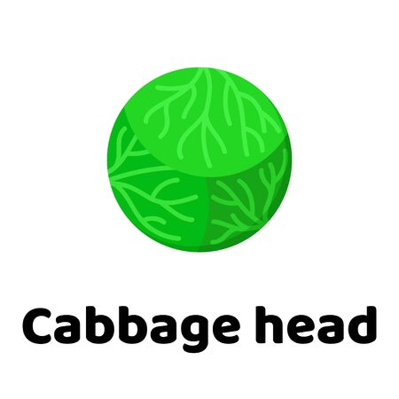 Vector illustration. Vegetable. Head of cabbageのイラスト素材