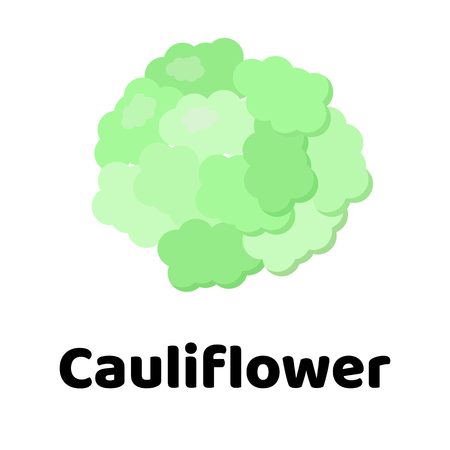 Vector illustration. Vegetable. cauliflower on white backgroundのイラスト素材