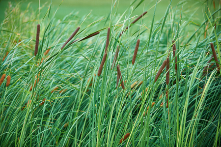 green reeds backgroundの写真素材