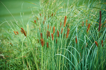 green reeds backgroundの写真素材