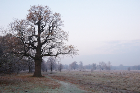 morning autumn oaksの写真素材