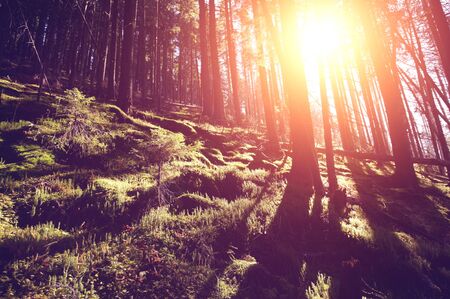 autumnal colorful forest at sunriseの写真素材