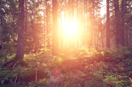 autumnal colorful forest at sunrise