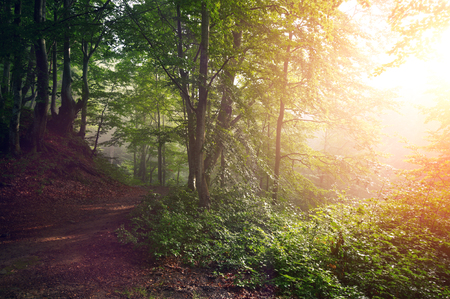 Dirt road through autumnal colorful forest at sunriseの写真素材
