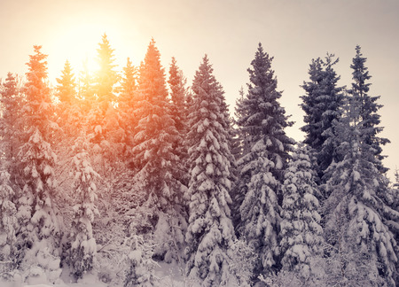 sunset in the winter mountainsの写真素材