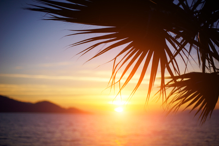 branch of a palm treeの写真素材