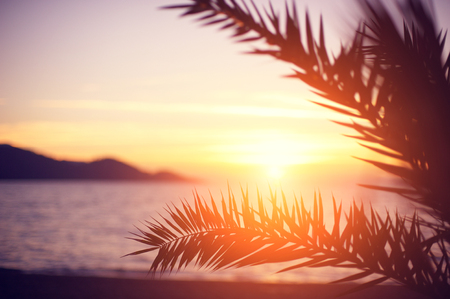 branch of a palm treeの写真素材