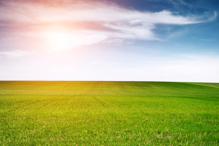green meadow and blue skyの写真素材