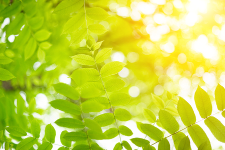 green leaves with sunの写真素材