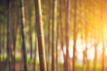 bamboo forest at sunsetの写真素材
