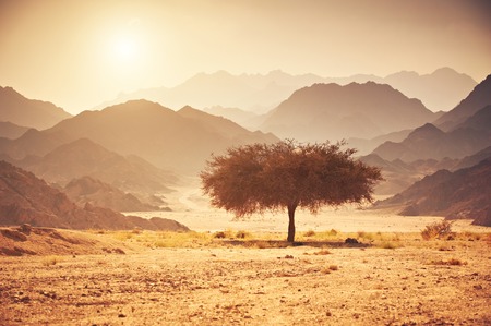 Valley in the desert with an acacia tree with mountain rock and sunの写真素材