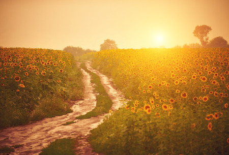 Dirt road in the sunflower field at sunsetの写真素材