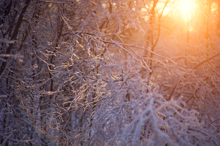 icy branches at sunsetの写真素材