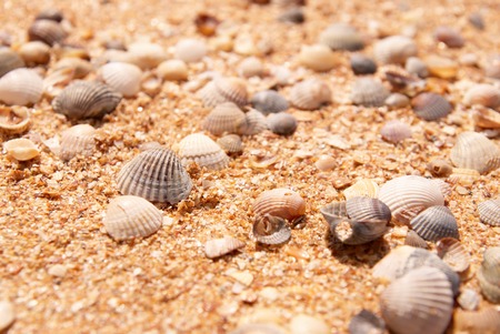 Natural sand and shells background