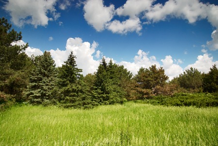 Green meadow and blue sky with forestの写真素材