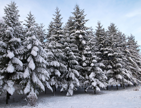 Fir trees in winter snowの写真素材
