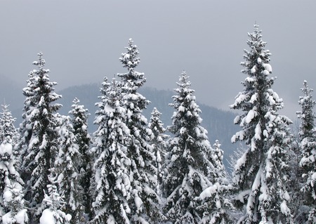 Fir trees in winter snowの写真素材