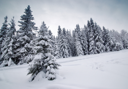 Fir trees in winter snowの写真素材