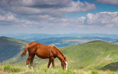 Horses in the mountainsの写真素材
