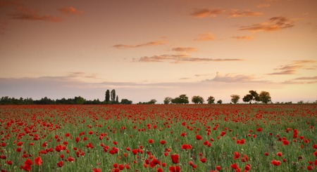 Red poppy flowers field at sunsetの写真素材