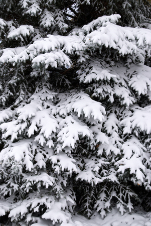 Fir trees in winter snowの写真素材