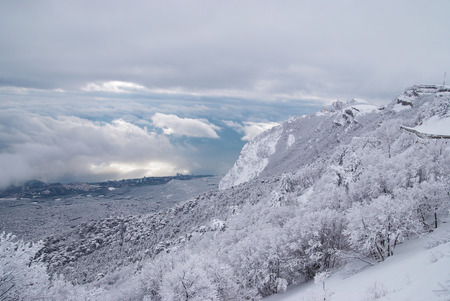 Pine trees in winter mountainsの写真素材
