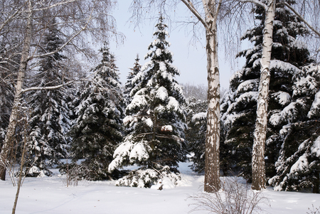 mixed forest in winter snowの写真素材
