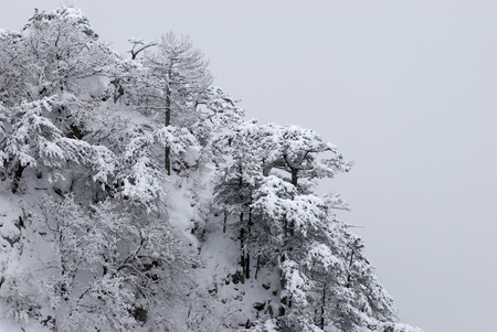 Pine trees in winter snow at fogの写真素材