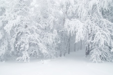 Pine trees in winter snow at fog