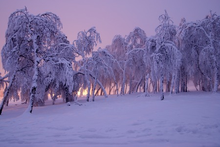 Pine trees in winter snow at fogの写真素材