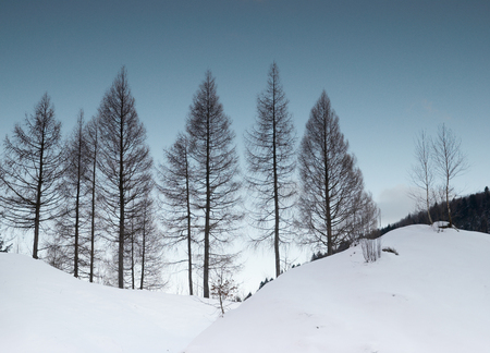 Larch trees in winter snowの写真素材