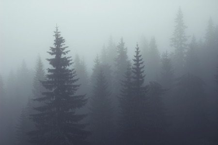 Misty fog in fir forest on mountainの写真素材
