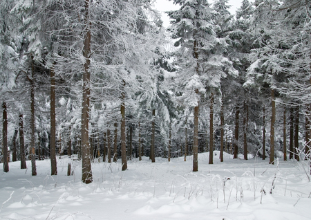 Fir trees in winter snowの写真素材