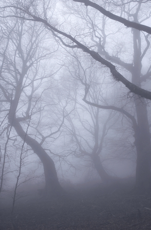 Misty fog in beech deciduous forest on mountainの写真素材