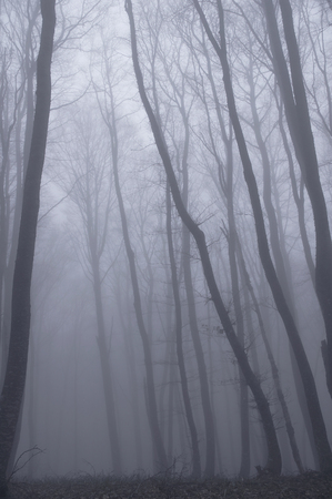 Misty fog in beech deciduous forest on mountainの写真素材