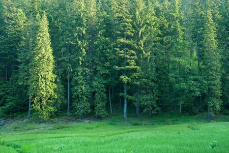 Coniferous Fir Forest and green grassの写真素材