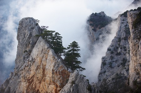 View of misty fog mountains - rock with pine treeの写真素材
