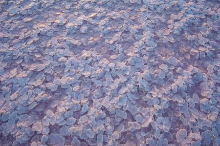 Salt and Brine of a pink lake, colored by microalgae Dunaliella salinaの写真素材