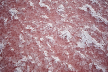 Salt and Brine of a pink lake, colored by microalgae Dunaliella salinaの写真素材