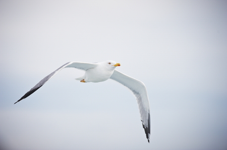 Seagull flying on cloudy white skyの写真素材