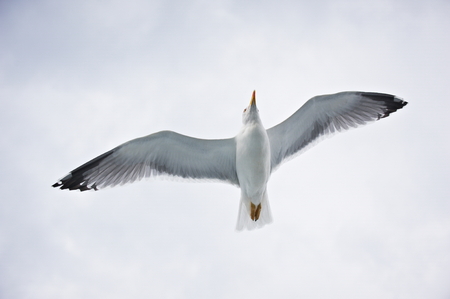 Seagull flying on cloudy white skyの写真素材